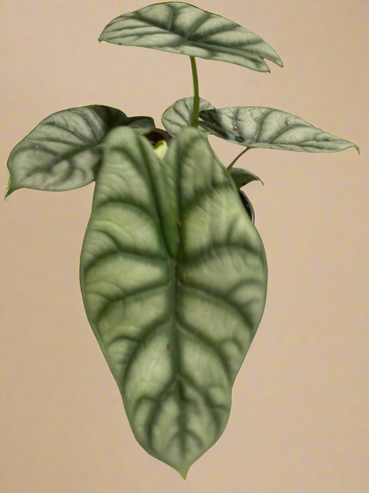 4” Alocasia ‘Dragon Scale’