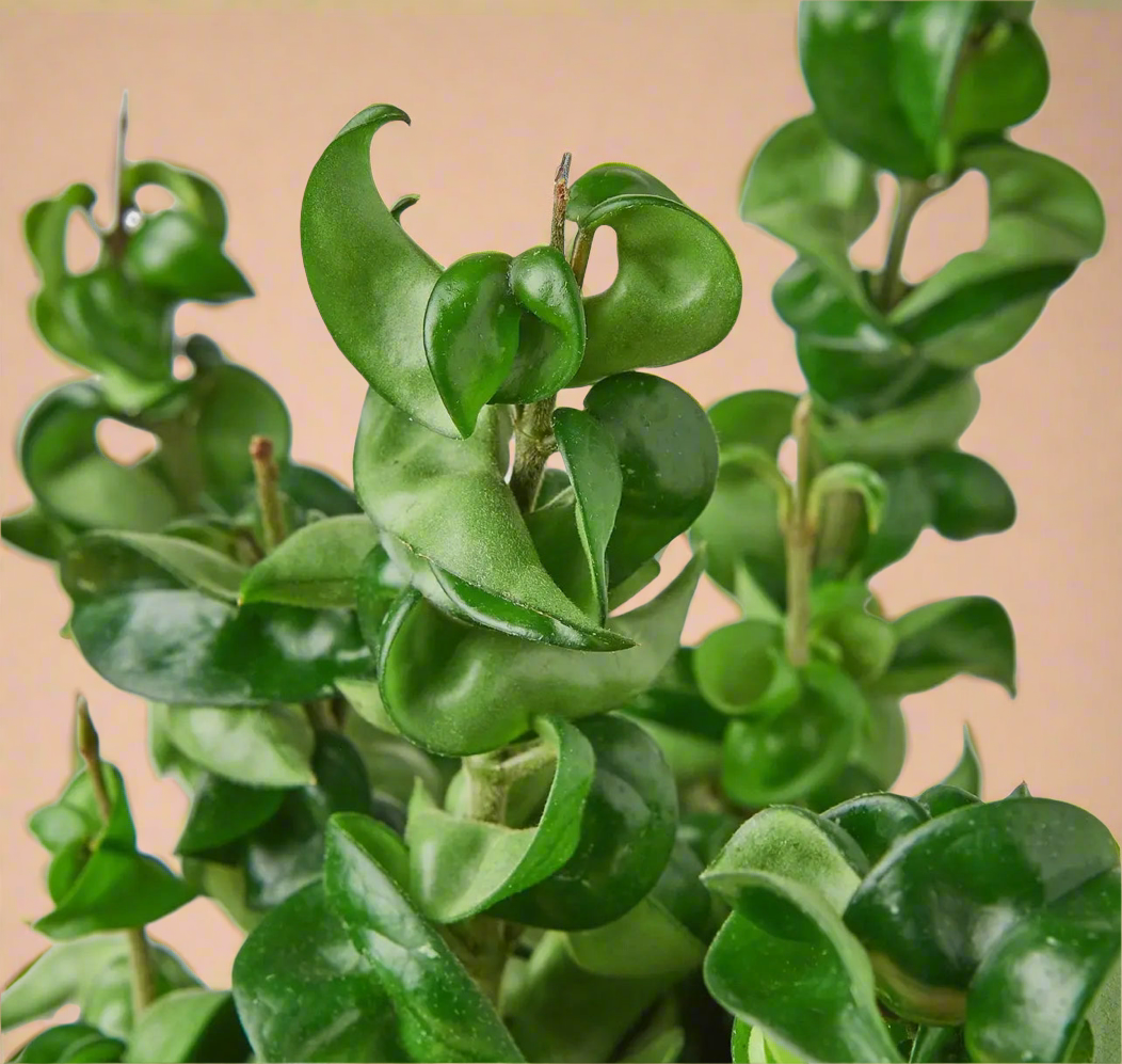 4” Hindu Rope - Hoya Carnosa ‘Compacta’