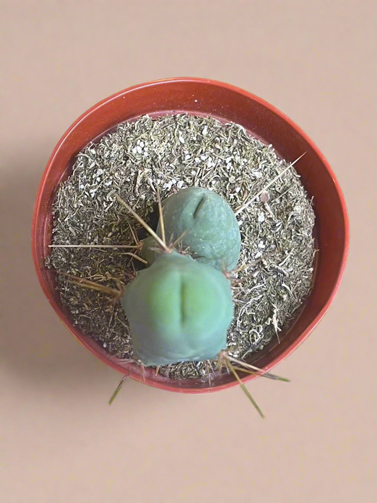 4” Trichocereus Bridgesii Monstrose - Penis Cactus