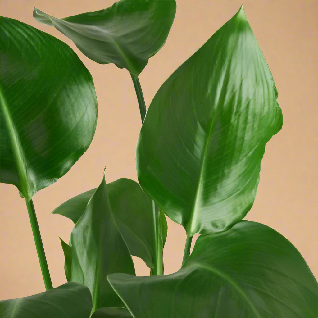 White Bird of Paradise 'Strelitzia Nicolai'
