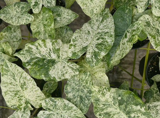 4” Alocasia ‘Blizzard’ – Odora Batik