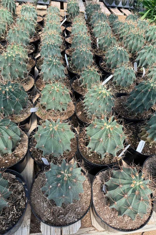 Ferocactus histrix 8” pot