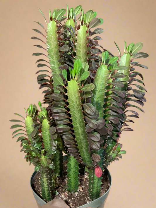 8” Euphorbia Trigona Rubra Large