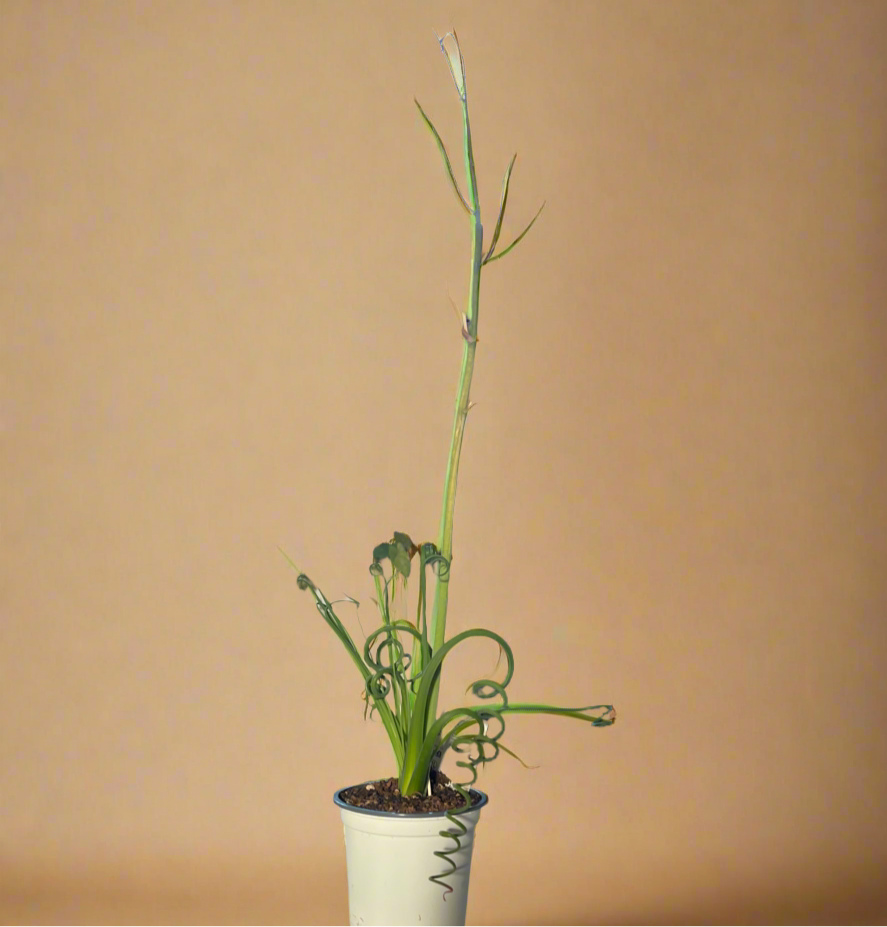 Albuca ‘Frizzle Sizzle’ (Albuca spiralis) – 4” Pot