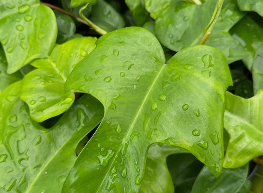 4” Philodendron ‘Florida Green’