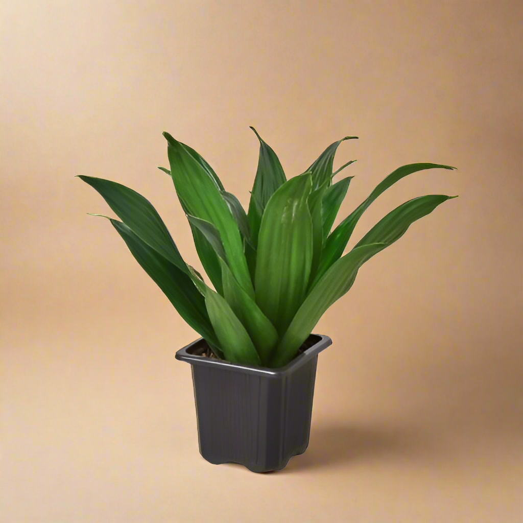 Dracaena 'Janet Craig'
