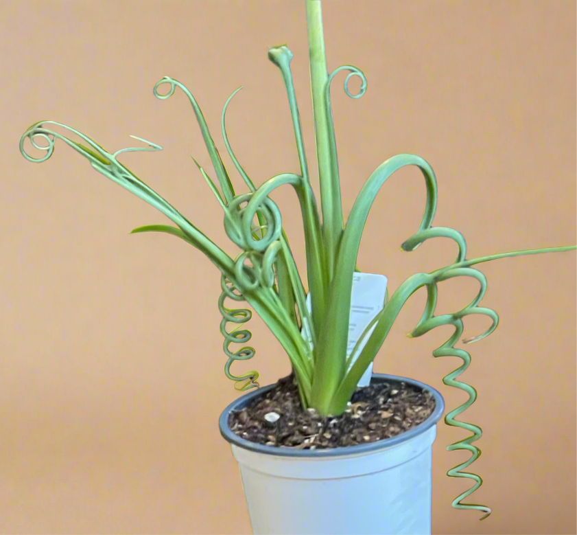 Albuca ‘Frizzle Sizzle’ (Albuca spiralis) – 4” Pot