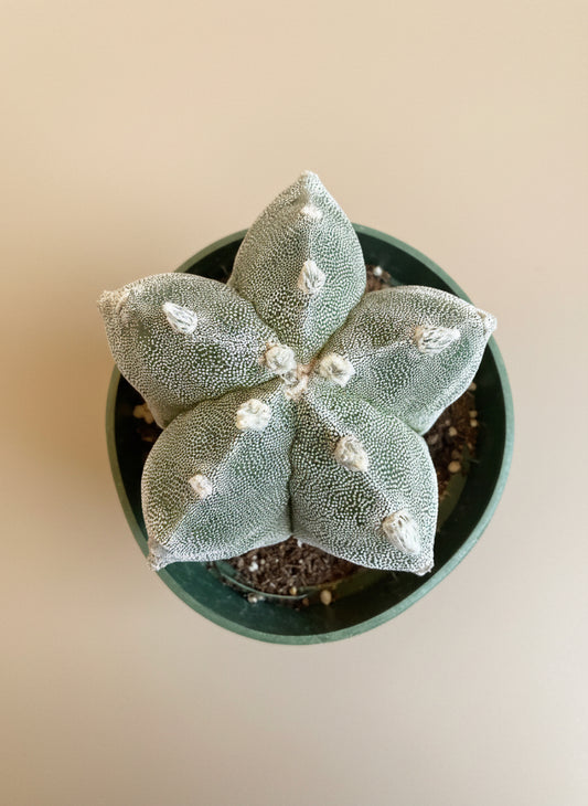 Astrophytum Myriostigma - Bishop's Cap - 4.5”