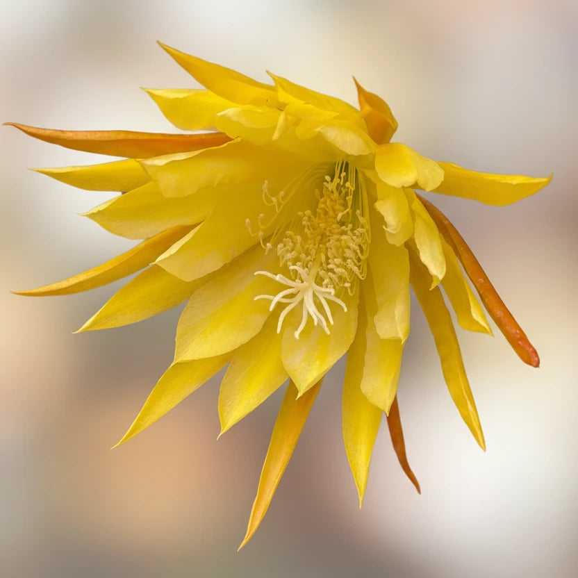 Epiphyllum Orchid Cactus King's Ransom 10”
