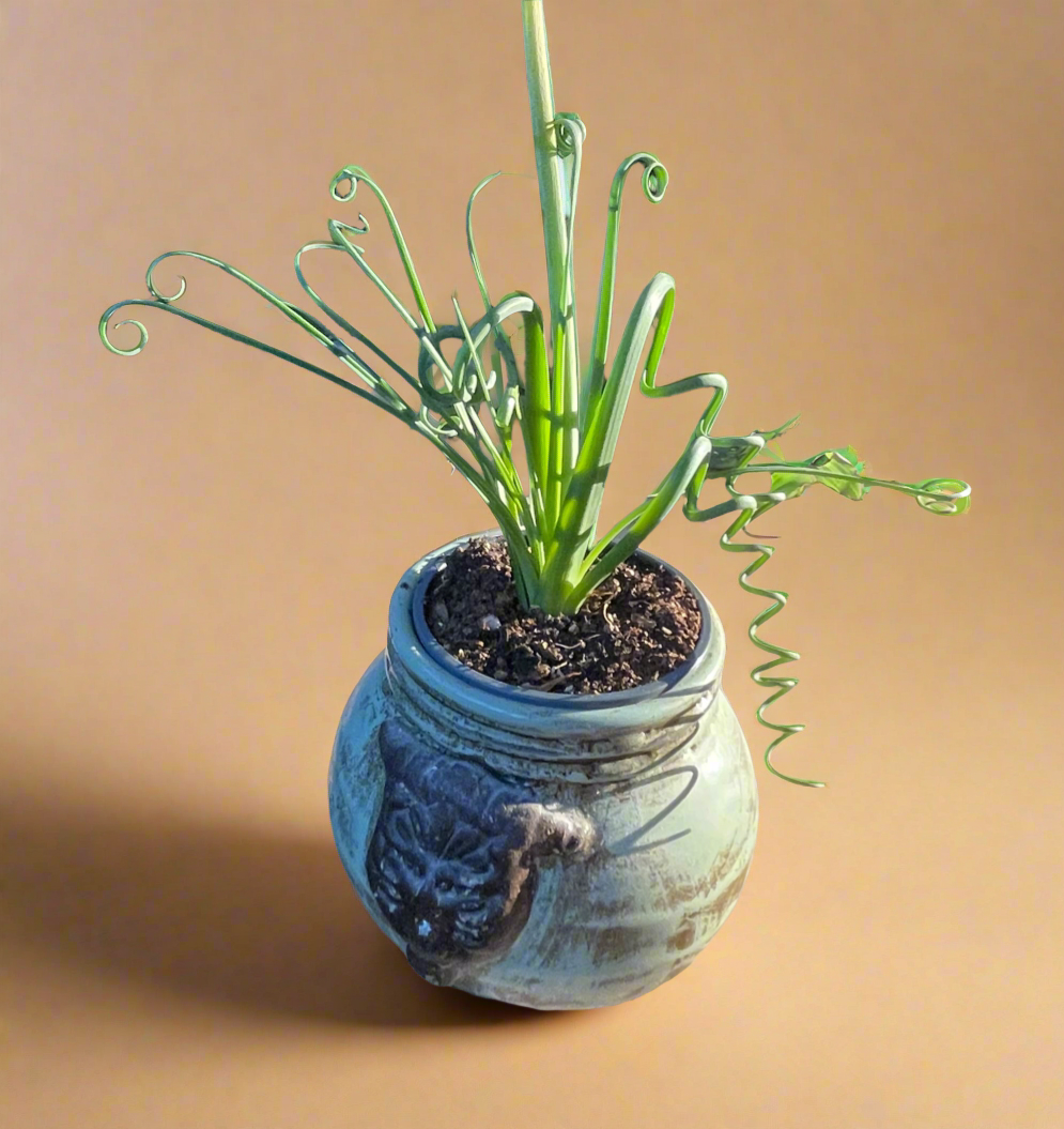 Albuca ‘Frizzle Sizzle’ (Albuca spiralis) – 4” Pot