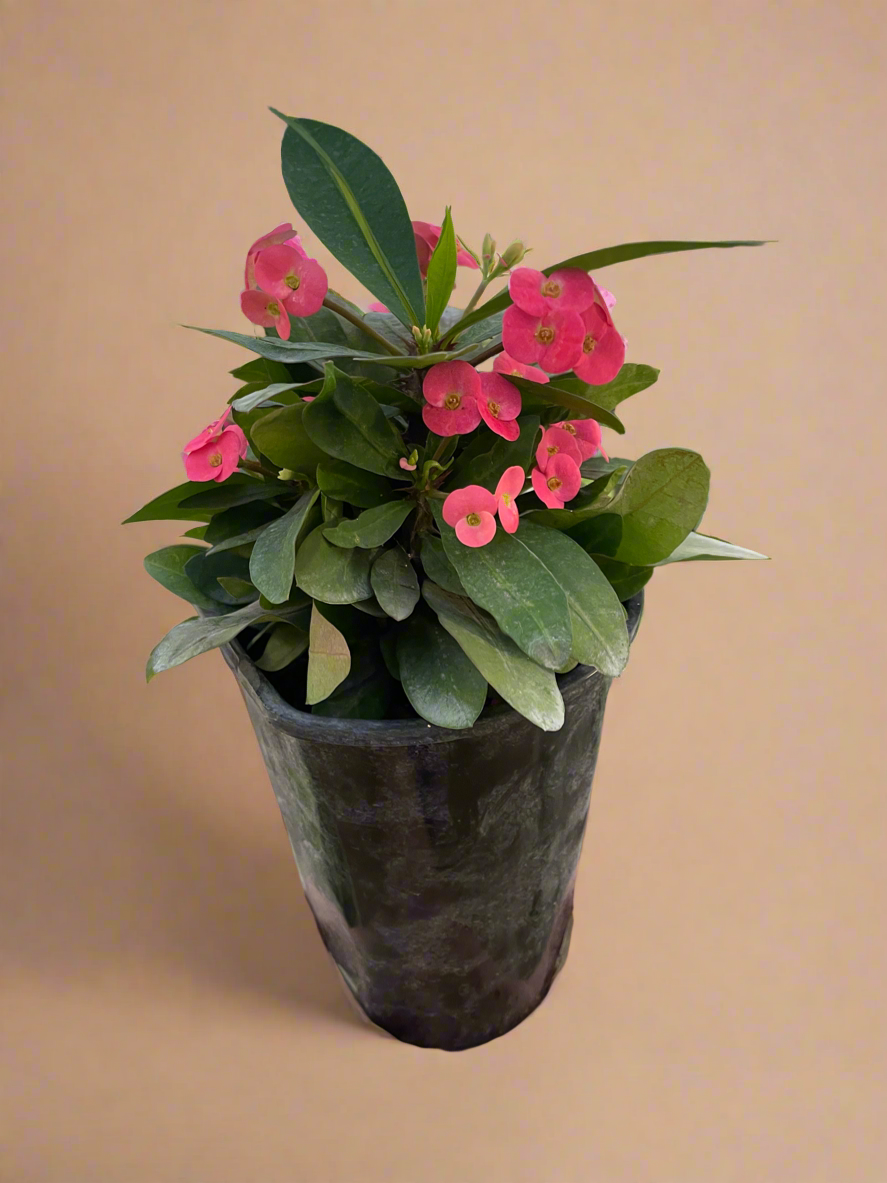 Euphorbia Milili- Crown of Thorns