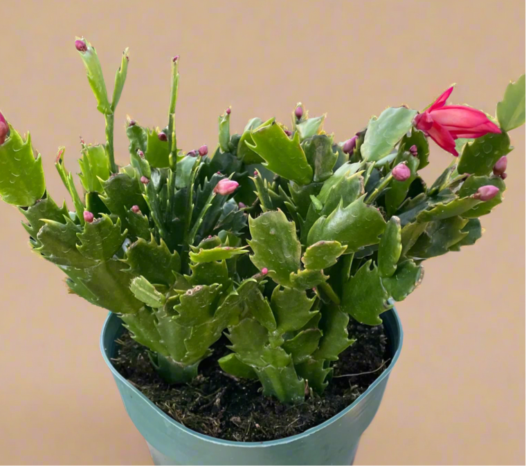 Zygocactus 'Christmas Cactus'