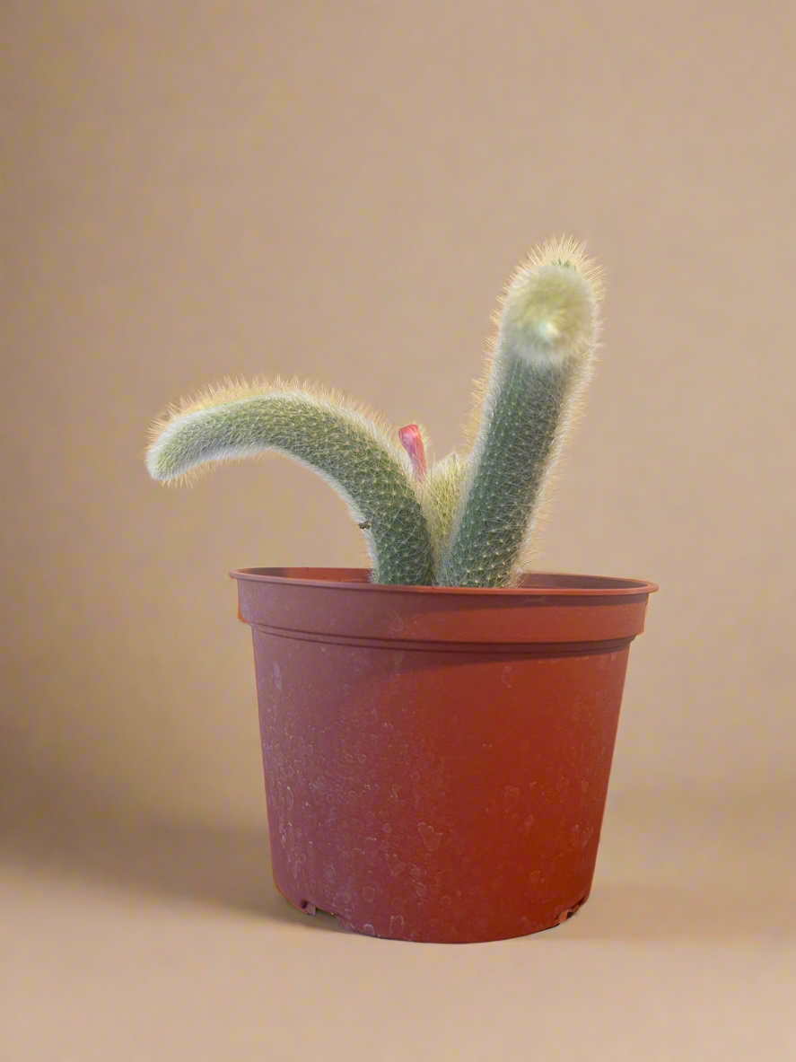 6” Monkey Tail Cactus - Cleistocactus colademononis
