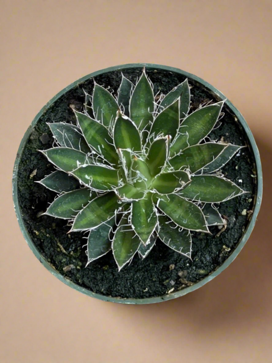 Agave Schidigera ‘Black Widow’ – Century Plant 4.5” pot