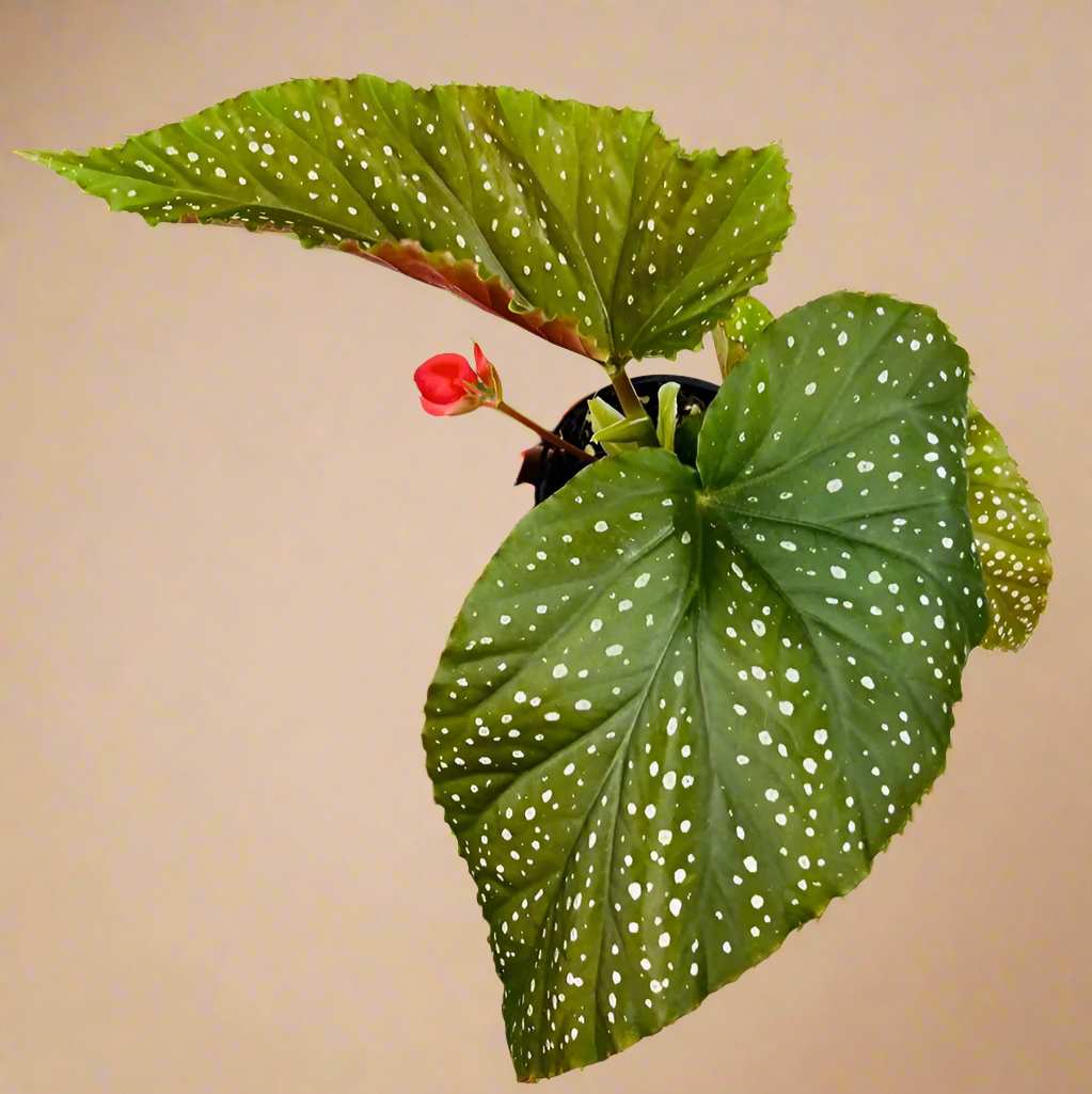 Begonia 'Corallina'
