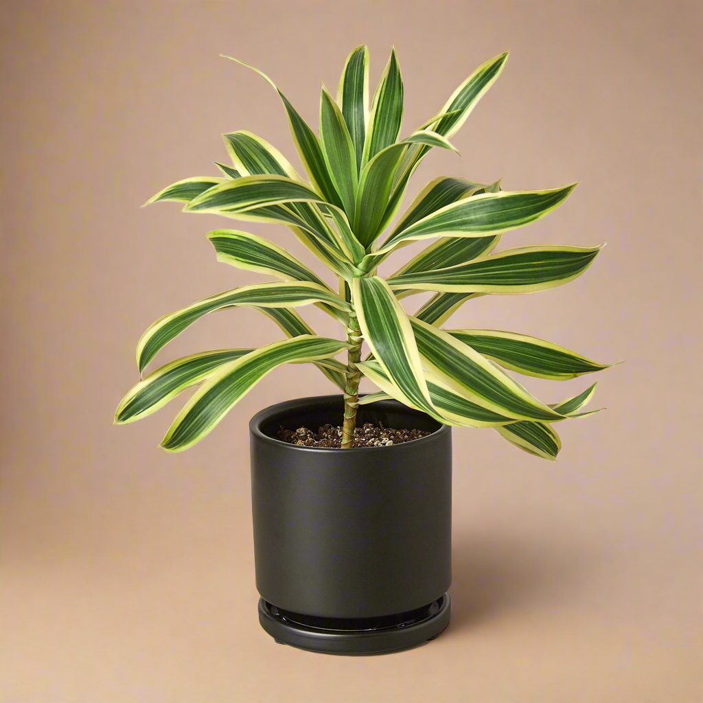 Dracaena 'Song of India'