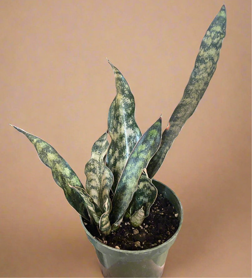 Sansevieria Coppertone Kirkii