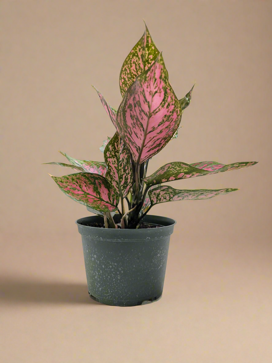 Aglaonema Wishes