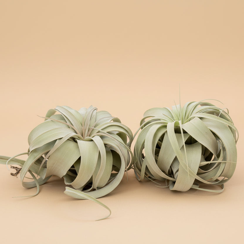 Tillandsia Xerographica - King Air Plant Large
