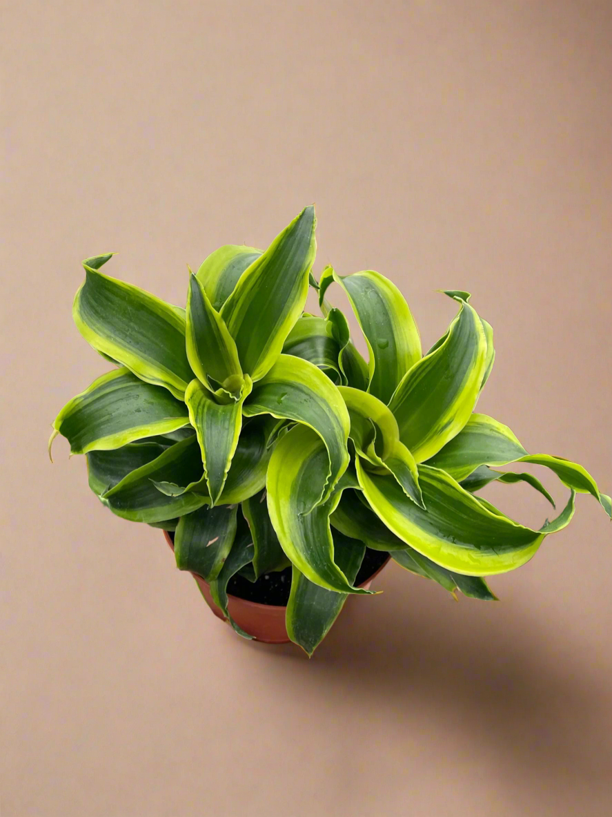 Dracaena 'Tornado'