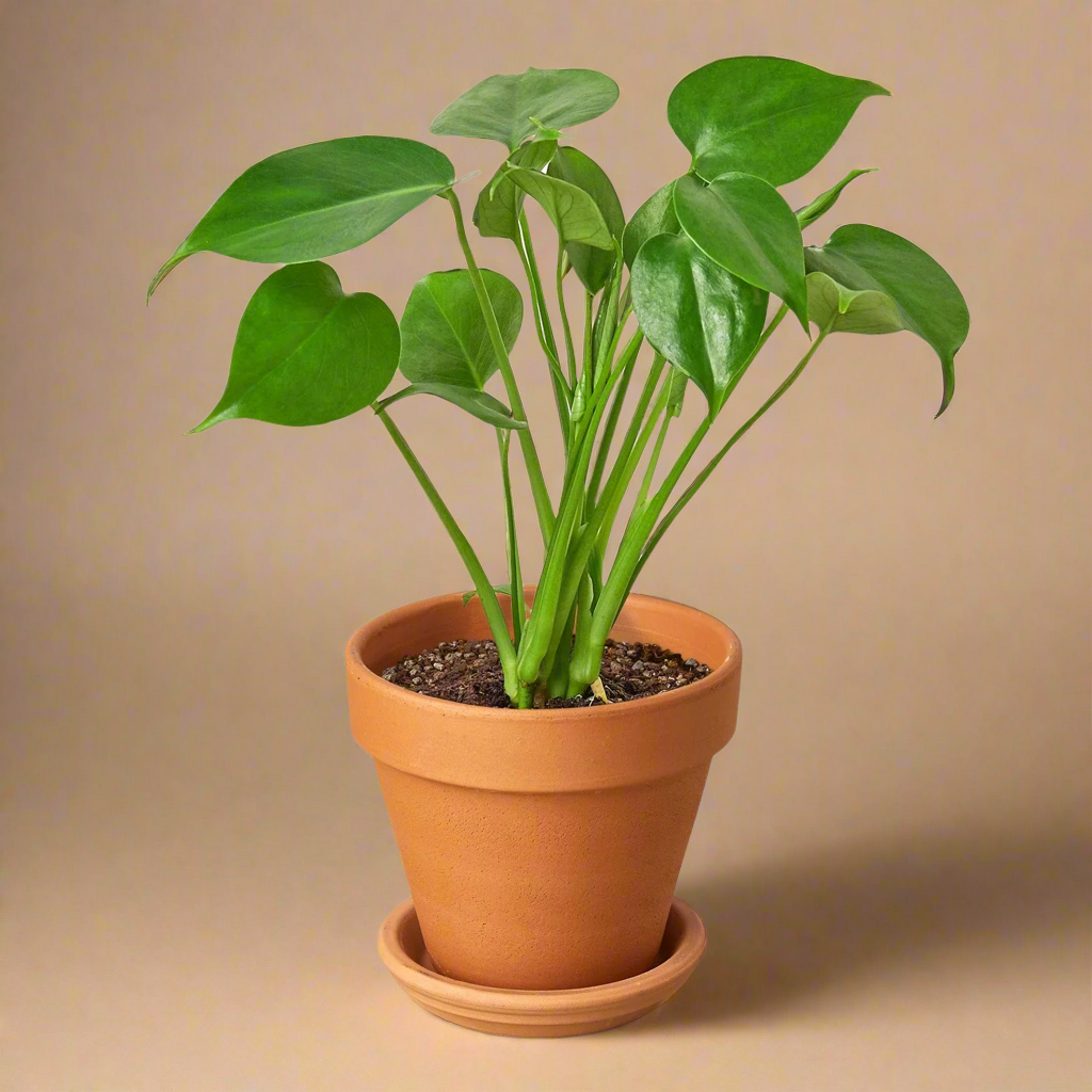 Monstera Deliciosa Split-Leaf