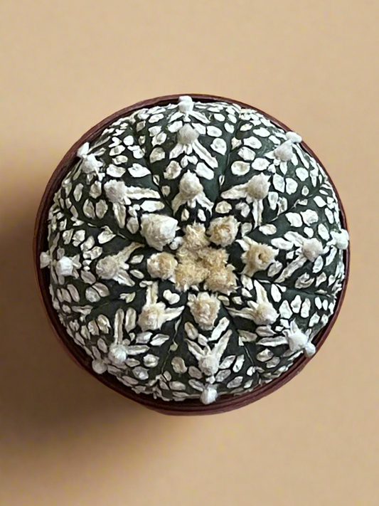 2” Astrophytum Asterias (Superkabuto) – Sand Dollar Cactus