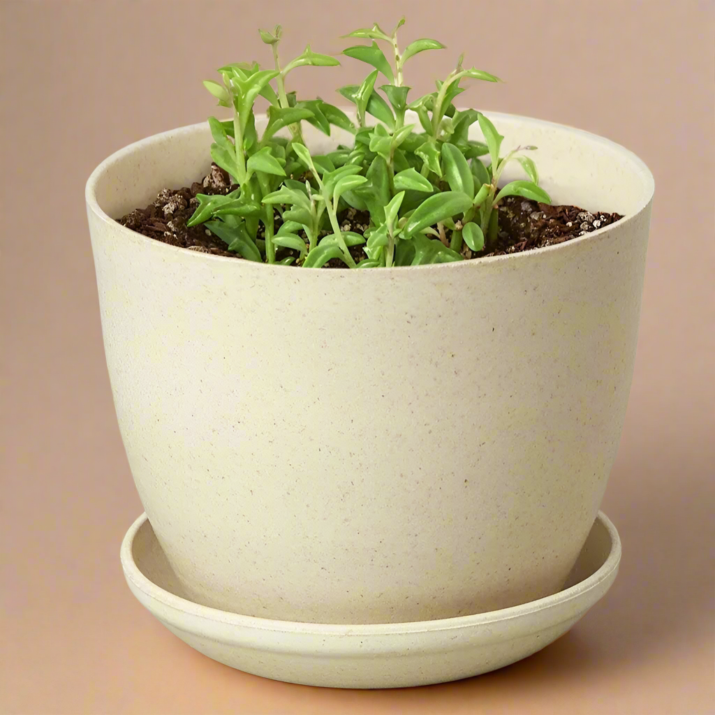 String of Dolphins - Senecio Peregrinus