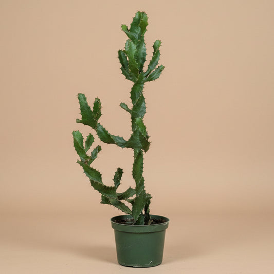 Euphorbia Tortilis 6” Pot