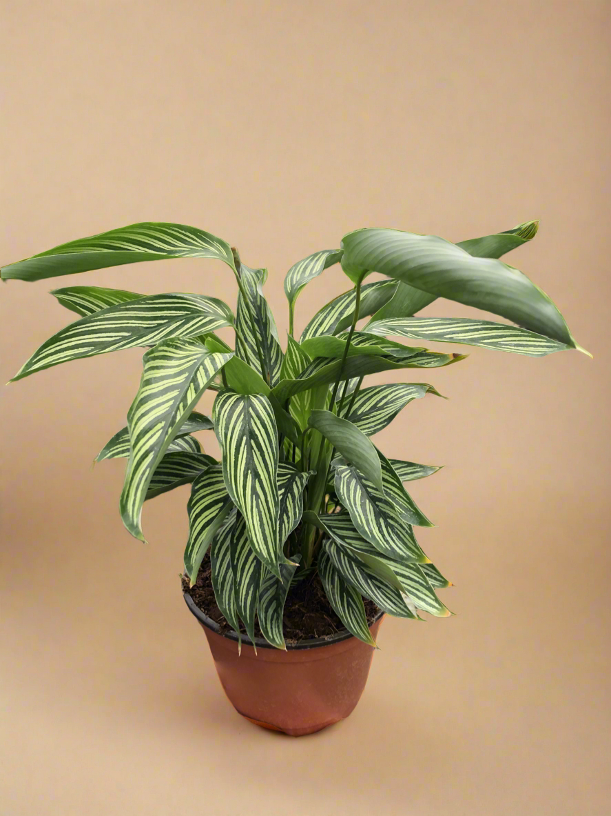 Calathea 'Vittata'