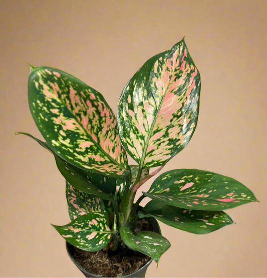 4” Aglaonema ‘Lady Valentine’