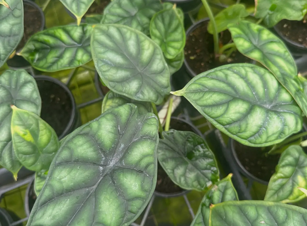 4” Alocasia ‘Dragon Scale’