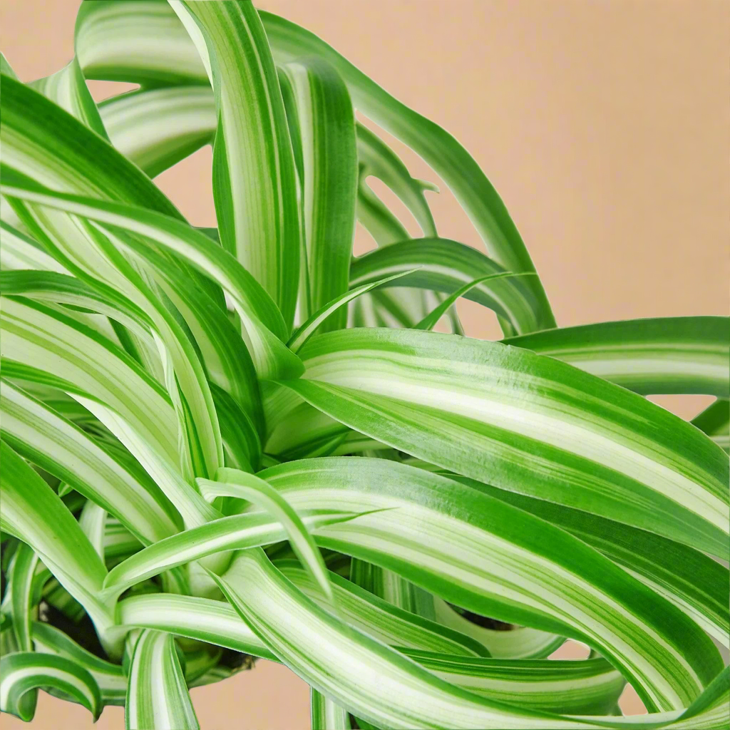Spider Plant 'Bonnie'