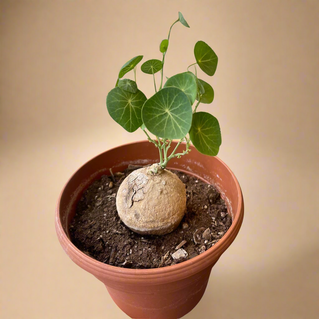 Stephania Erecta