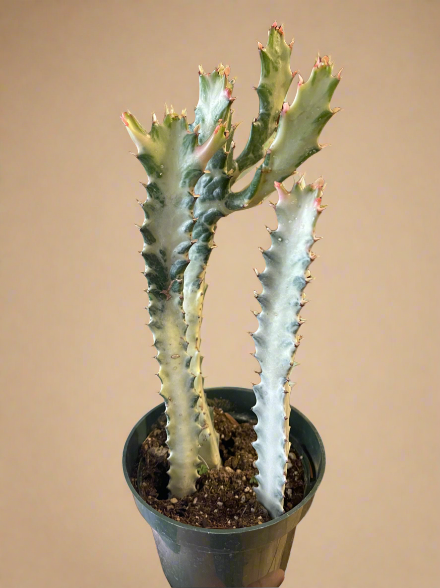 Euphorbia Dragon Bone Ghost Cactus