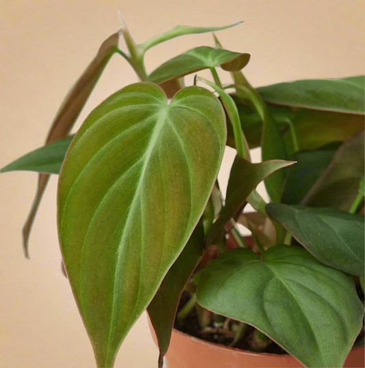 4” Philodendron Hederaceum ‘Micans’