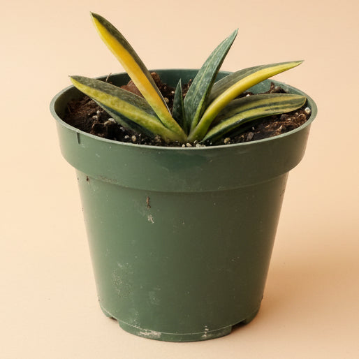 Variegated Gasteria -4.5” pot