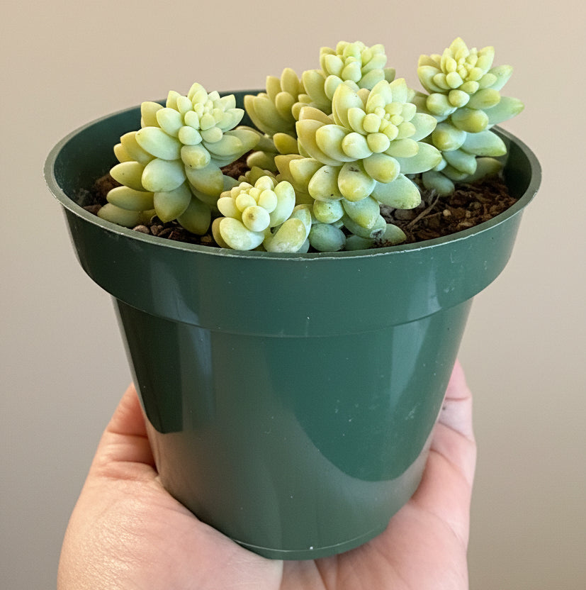 Burro's-Tail (Sedum Morganianum)- 4.5” pot