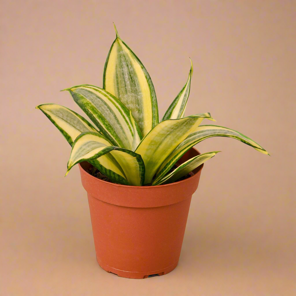 Snake Plant Gold Hahnii