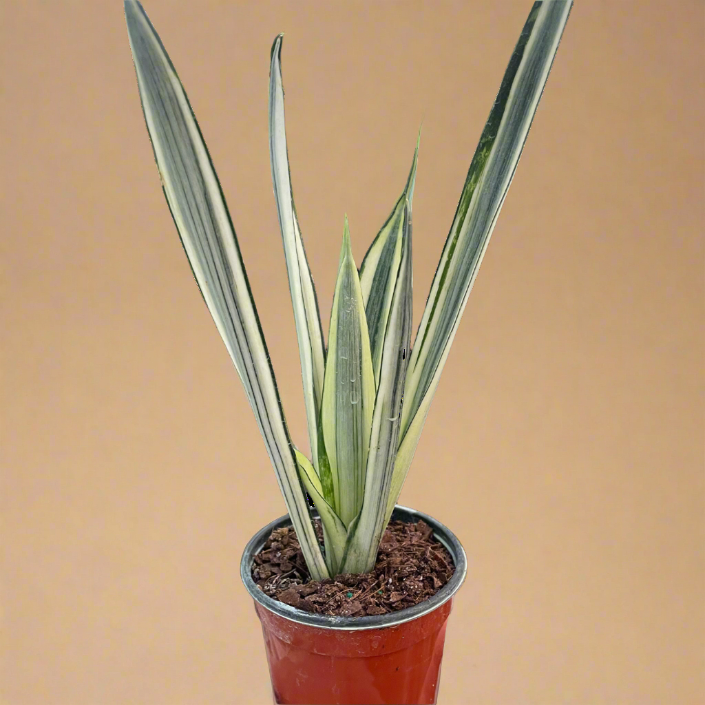 Sansevieria Trifasciata 'Bantel's Sensation'
