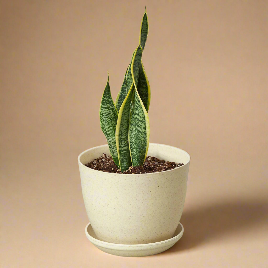 Snake Plant Laurentii