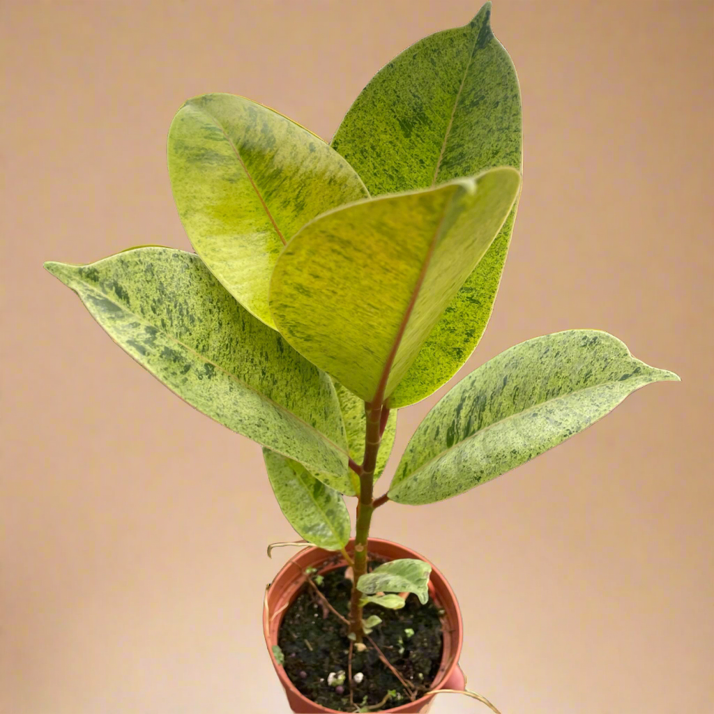 Ficus Shivereana - Moonshine