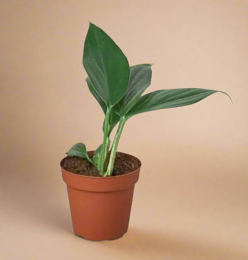 4” Rhaphidophora Dragon’s Tail