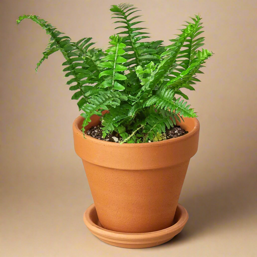 Jester's Crown Fern