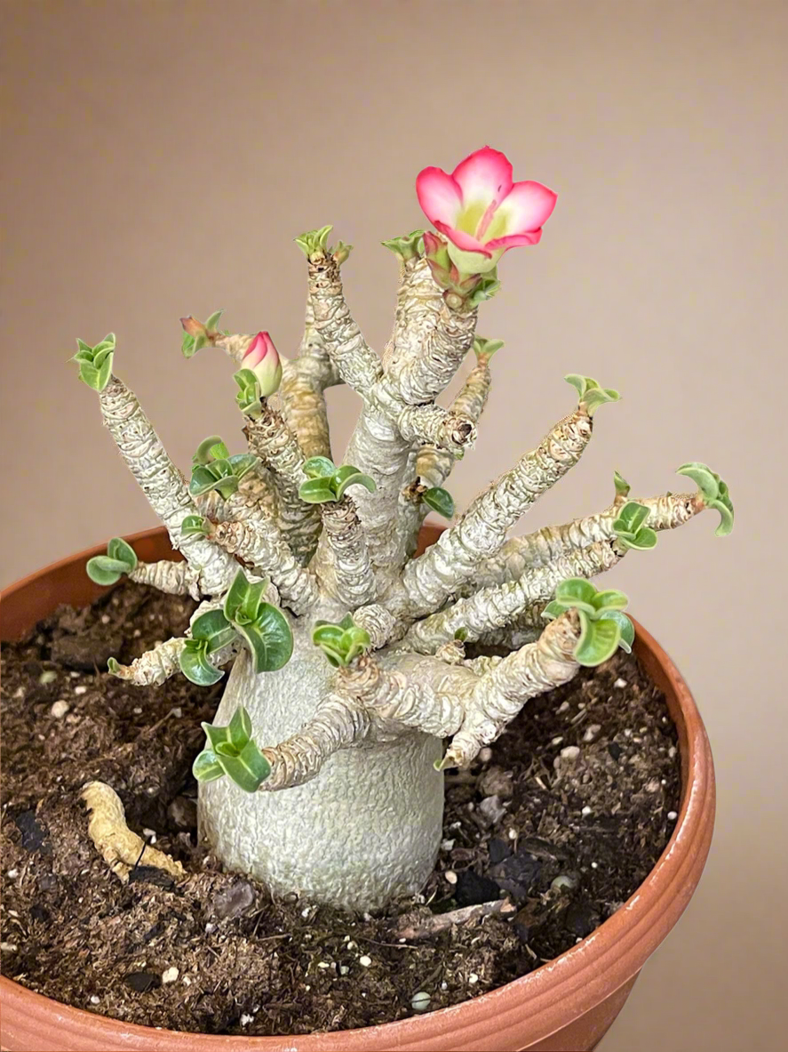 Dorset Horn Adenium Arabicum - Desert Rose 6” Pot