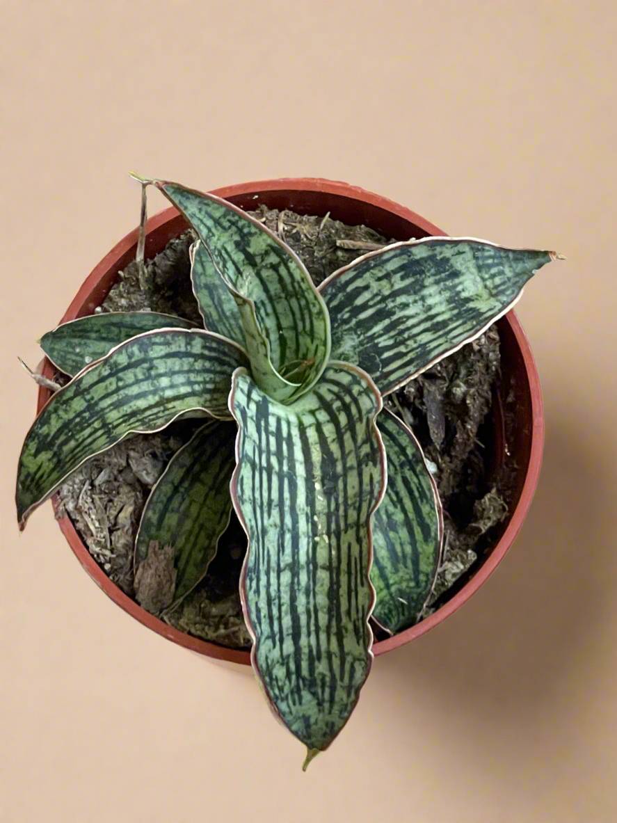 3.5” Sansevieria ‘Cleopatra’