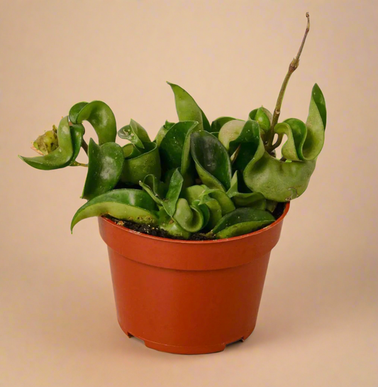 4” Hindu Rope - Hoya Carnosa ‘Compacta’