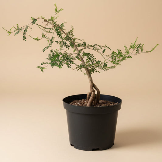 Operculicarya Decaryi - Elephant Tree