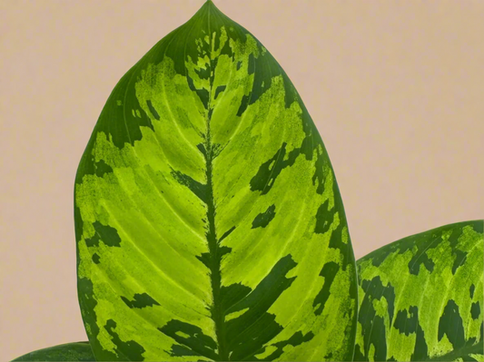 4” Homalomena ‘Camouflage Wassilii’