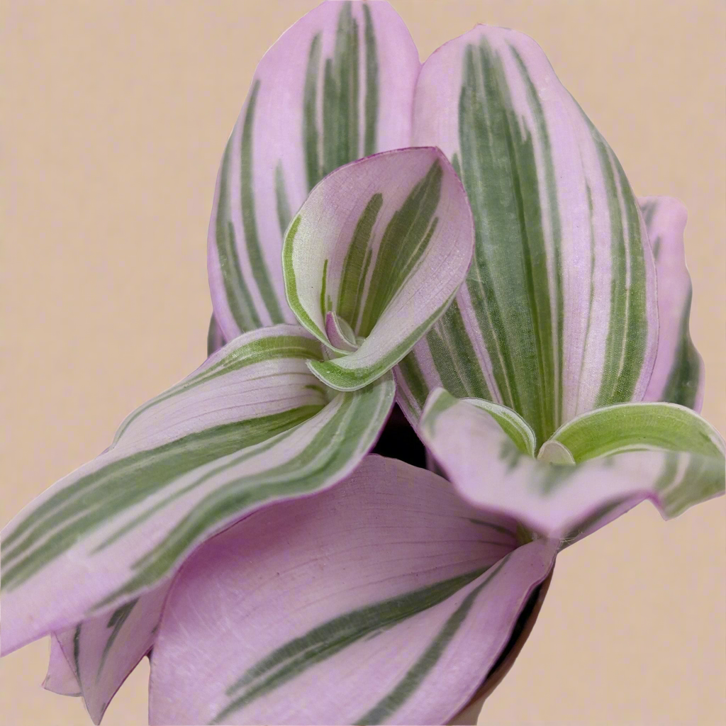 Tradescantia 'Nanouk'