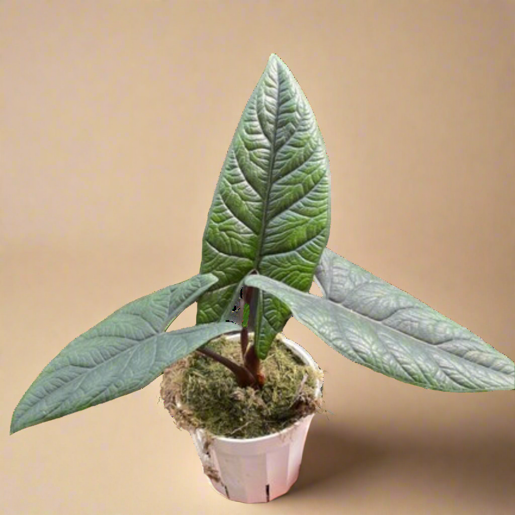 Alocasia 'Scalprum'